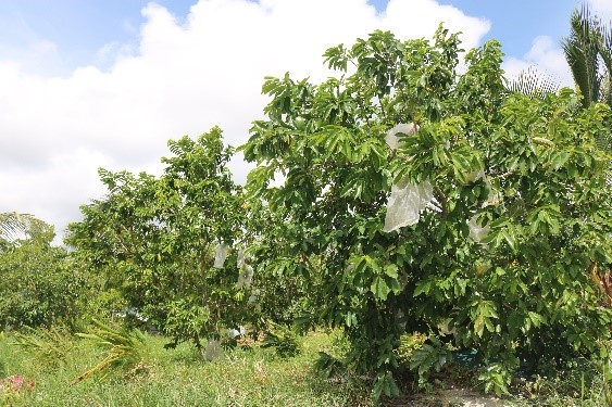 Belanda durian Durian Belanda